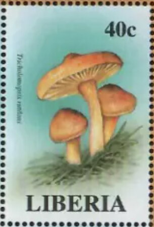 Tricholomopsis rutilans