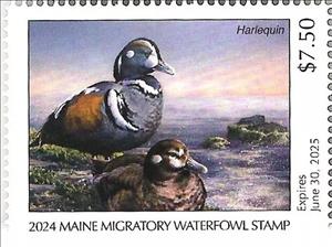Stamp, Harlequin duck (Histrionicus histrionicus), Maine (ME),  , Animals (Fauna), Birds, Ducks, Hunting