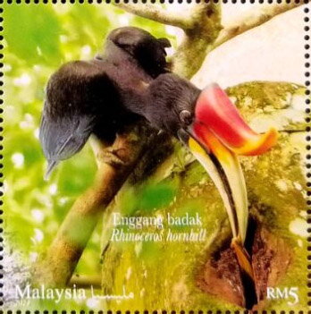 Rhinoceros Hornbill (Buceros rhinoceros)