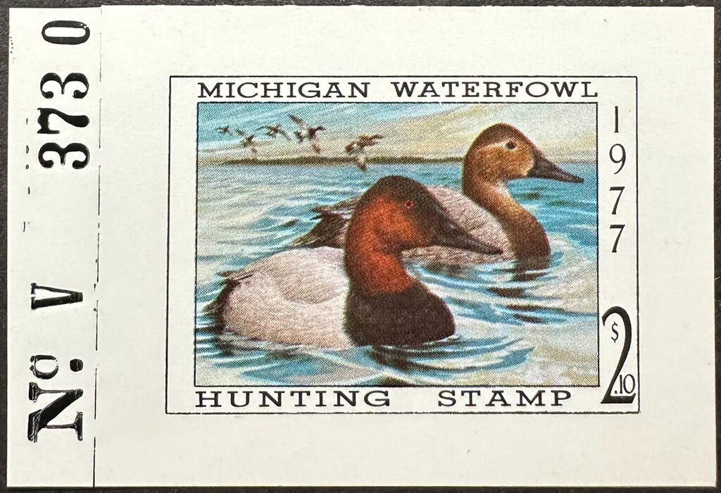 Canvasback (Aythya valisineria)