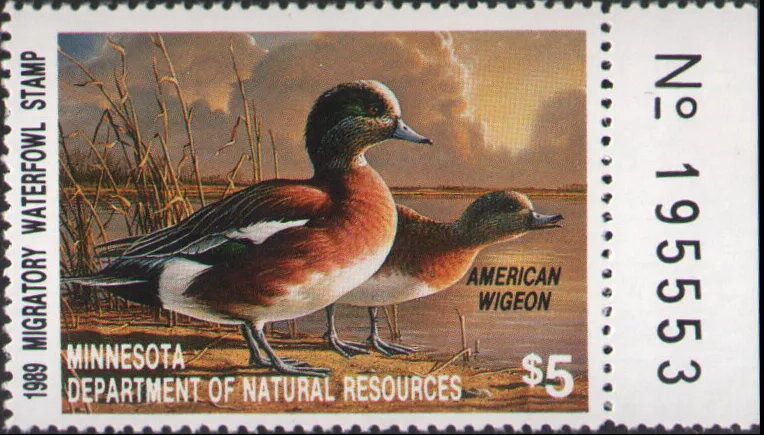 American wigeon (Anas americana)