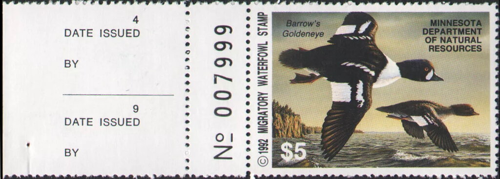 Barrow's goldeneye (Bucephala islandica)