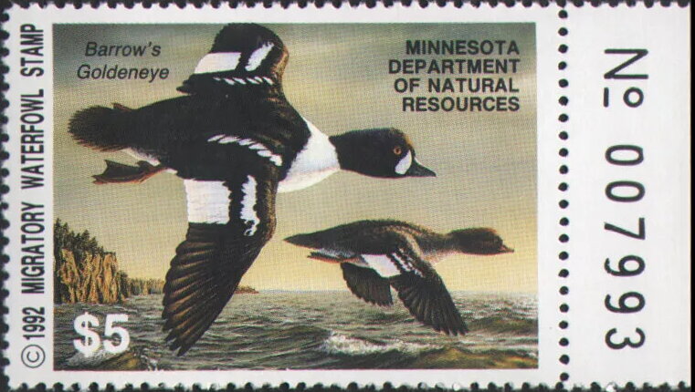 Barrow's goldeneye (Bucephala islandica)