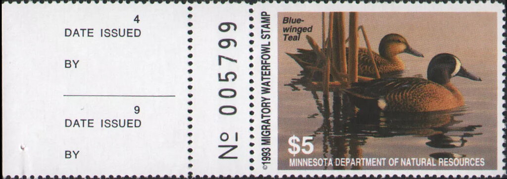 Blue-winged teal (Anas discors)