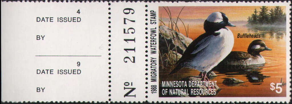Bufflehead (Bucephala albeola)