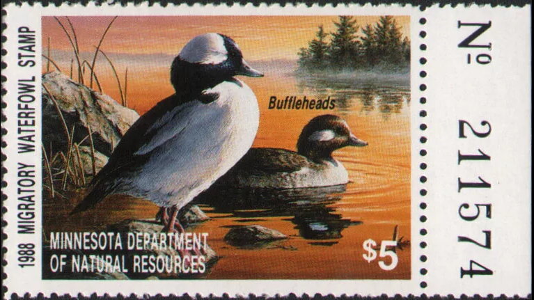 Bufflehead (Bucephala albeola)