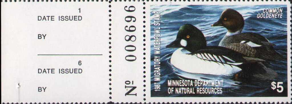 Common goldeneye (Bucephala clangula)