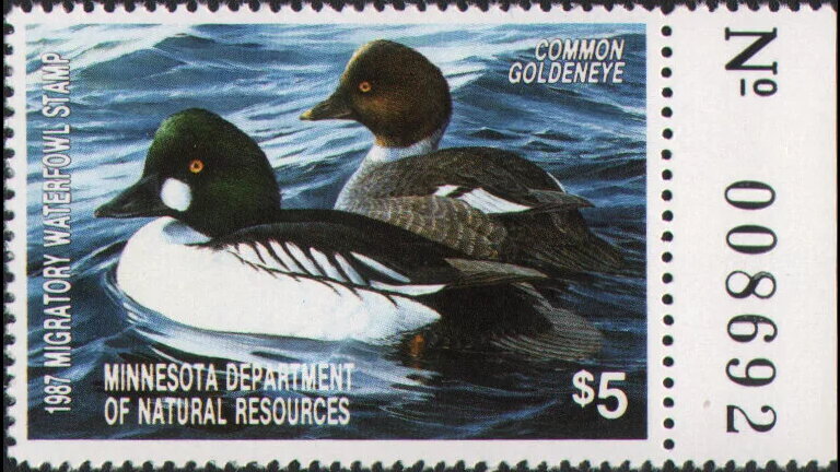 Common goldeneye (Bucephala clangula)