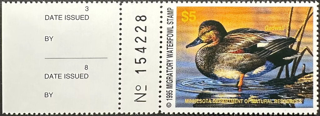 Gadwall (Anas strepera)