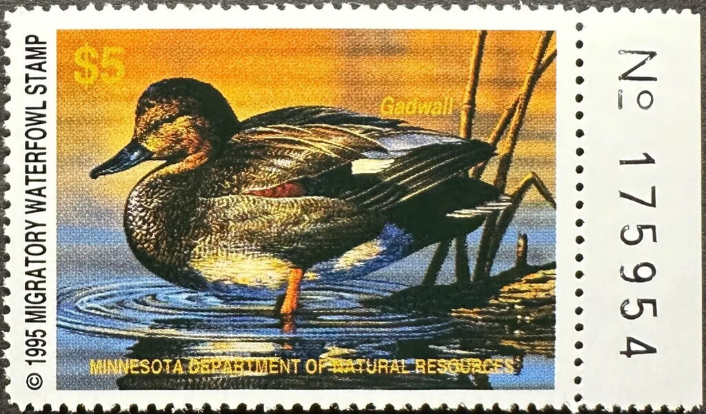 Gadwall (Anas strepera)