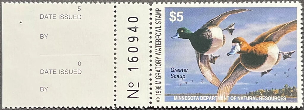 Greater scaup (Aythya marila)