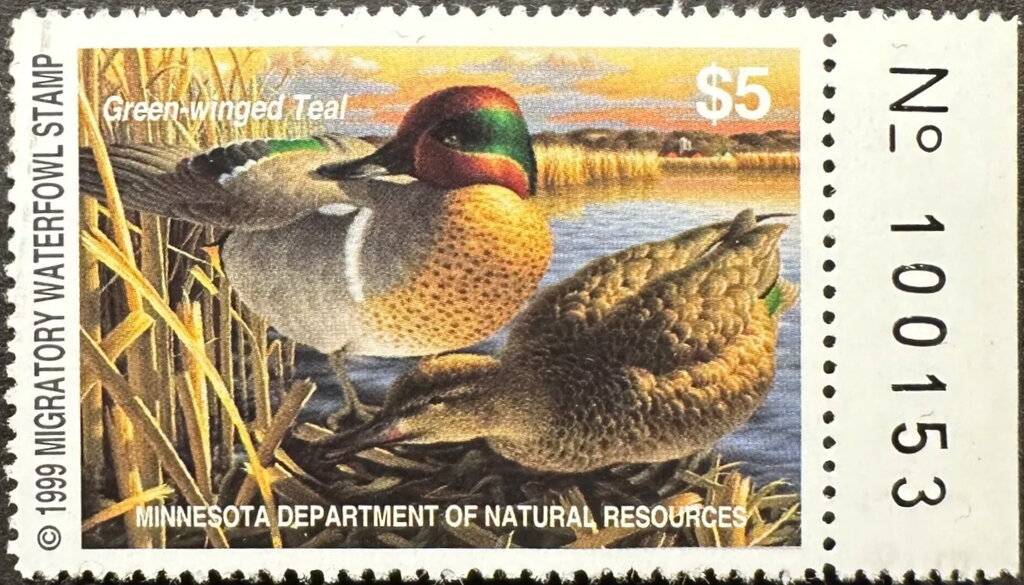 Green-winged teal (Anas carolinensis)