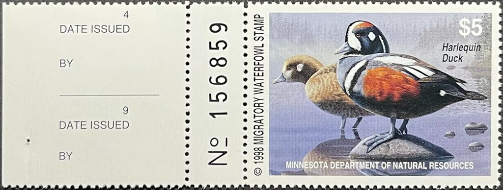 Harlequin duck (Histrionicus histrionicus)