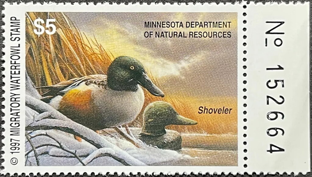 Northern shoveler (Spatula clypeata)