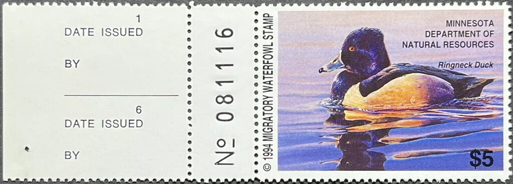 Ring-necked duck (Aythya collaris)