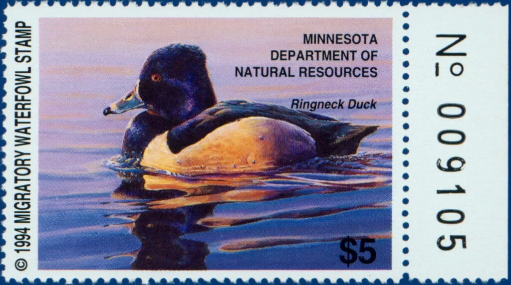 Ring-necked duck (Aythya collaris)