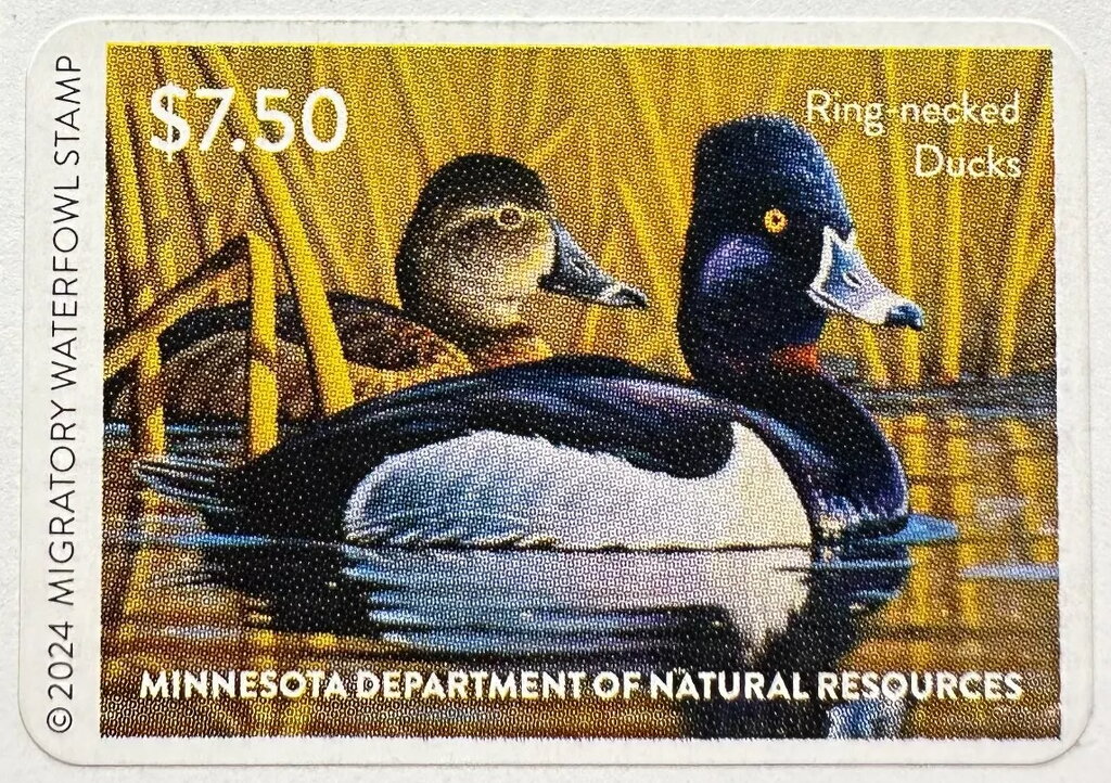 Ring-necked duck (Aythya collaris)