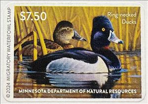 Stamp, Ring-necked duck (Aythya collaris), Minnesota (MN),  , Animals (Fauna), Birds, Ducks, Hunting