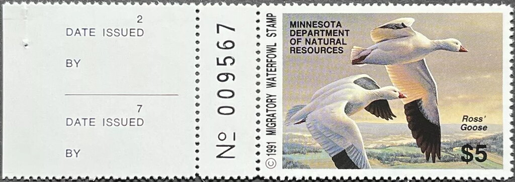 Ross's goose (Chen rossii)