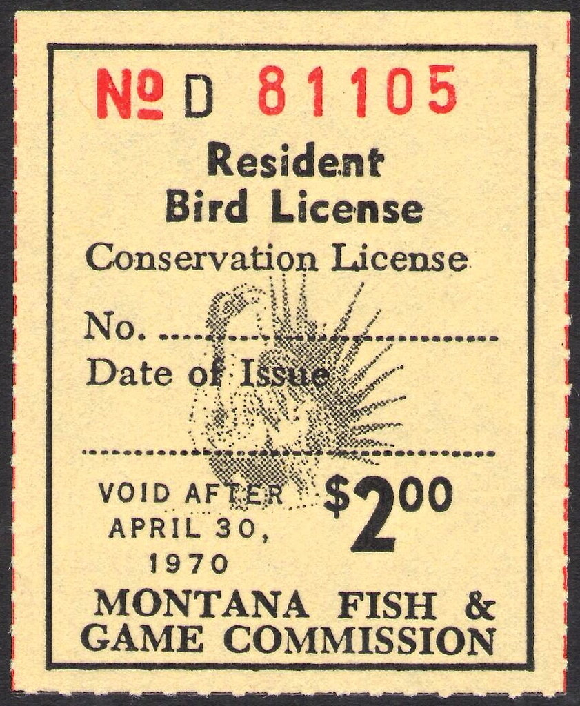 Greater sage-grouse (Centrocercus urophasianus)