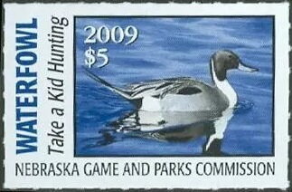 Northern pintail (Anas acuta)