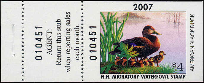 American black duck (Anas rubripes)
