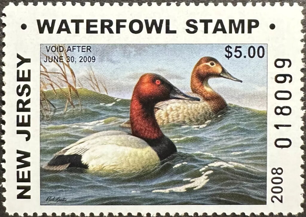 Canvasback (Aythya valisineria)