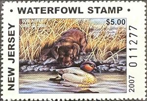 Stamp, Chocolate labrador, Green-winged teal (Anas carolinensis), New Jersey (NJ),  , Animals (Fauna), Birds, Dogs, Ducks, Hunting, Mammals