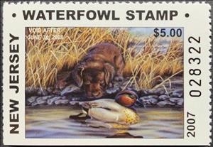 Stamp, Chocolate labrador, Green-winged teal (Anas carolinensis), New Jersey (NJ),  , Animals (Fauna), Birds, Dogs, Ducks, Hunting, Mammals