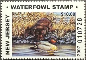 Stamp, Chocolate labrador, Green-winged teal (Anas carolinensis), New Jersey (NJ),  , Animals (Fauna), Birds, Dogs, Ducks, Hunting, Mammals