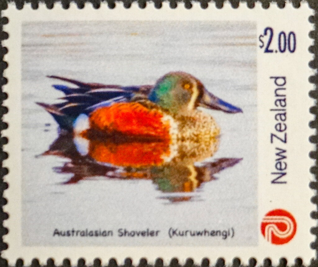Australasian Shoveler (Anas rhynchotis)