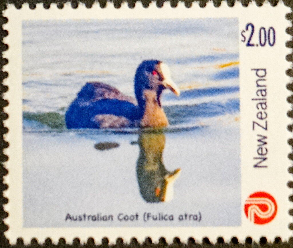 Australian Coot (Fulica atra)