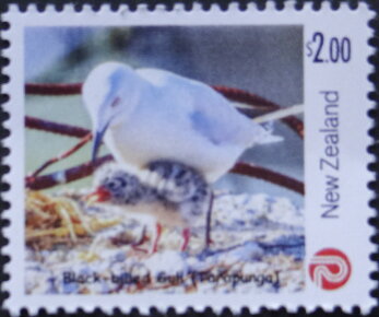 Black-billed Gull (Chroicocephalus bulleri)