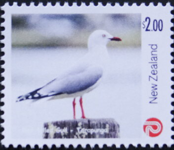 Red-billed Gull (Chroicocephalus novaehollandiae)