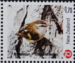 Rifleman (Acanthisitta chloris)