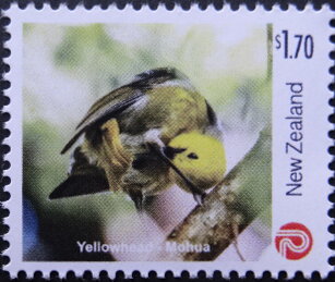 Yellowhead (Mohoua ochrocephala)