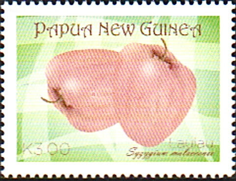 Malay Apple (Syzygium malaccense)