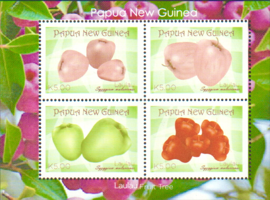 Malay Apple (Syzygium malaccense)