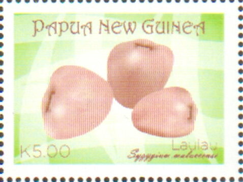 Malay Apple (Syzygium malaccense)