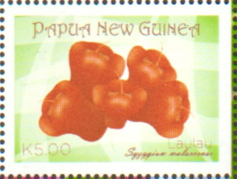 Malay Apple (Syzygium malaccense)
