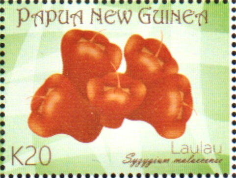 Malay Apple (Syzygium malaccense)