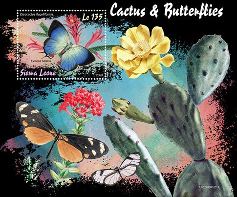 Disocactus flagelliformis and Evenus batesii