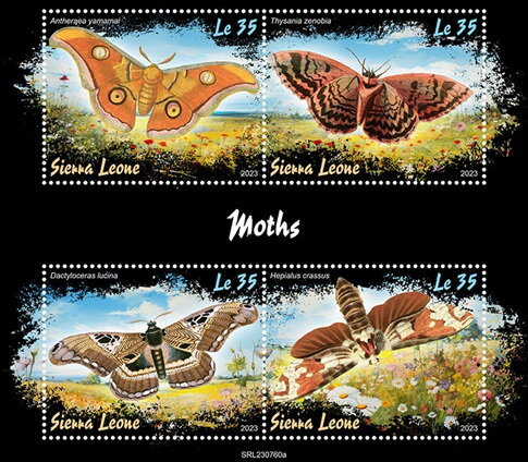 Moths