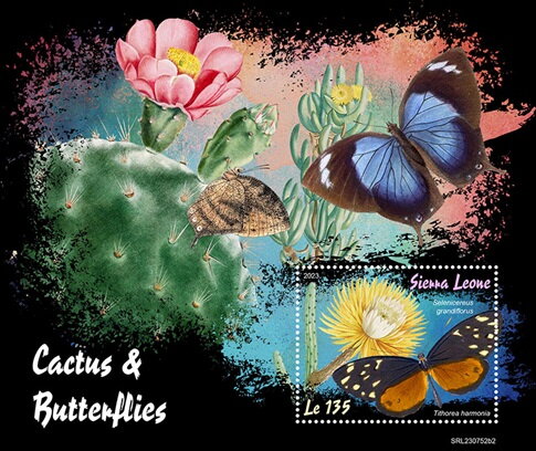 Selenicereus grandiflorus and Tithorea harmonia