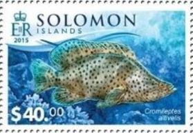 Humpback Grouper (Cromileptes altivelis)