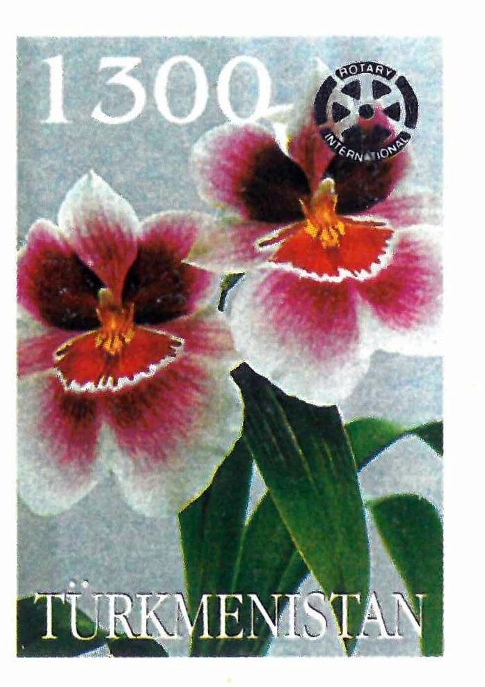 Orchids