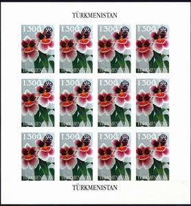 Full Pane, Orchids, Turkmenistan,  , Flowers, Orchids, Plants (Flora)