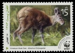 Himalayan Musk Deer (Moschus leucogaster)