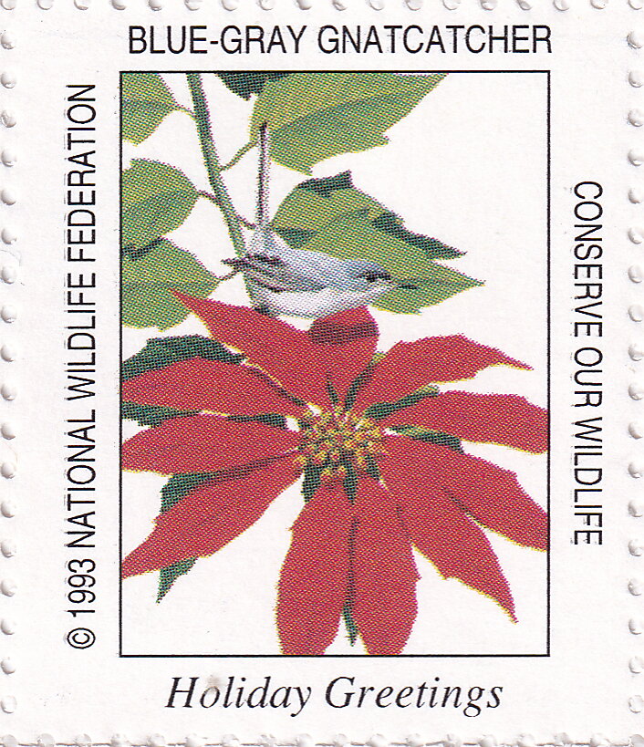 Blue-gray gnatcatcher