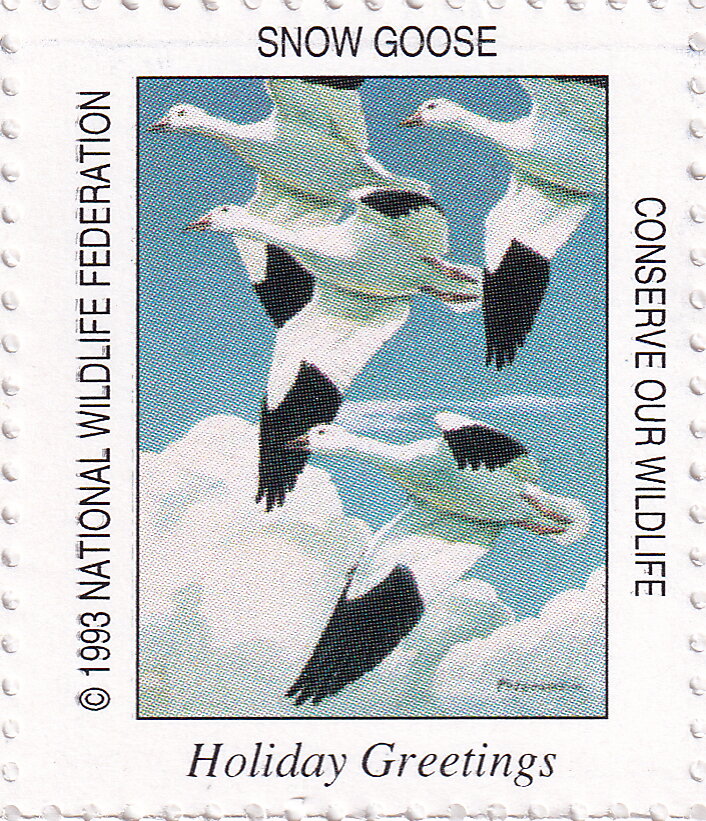 Snow goose
